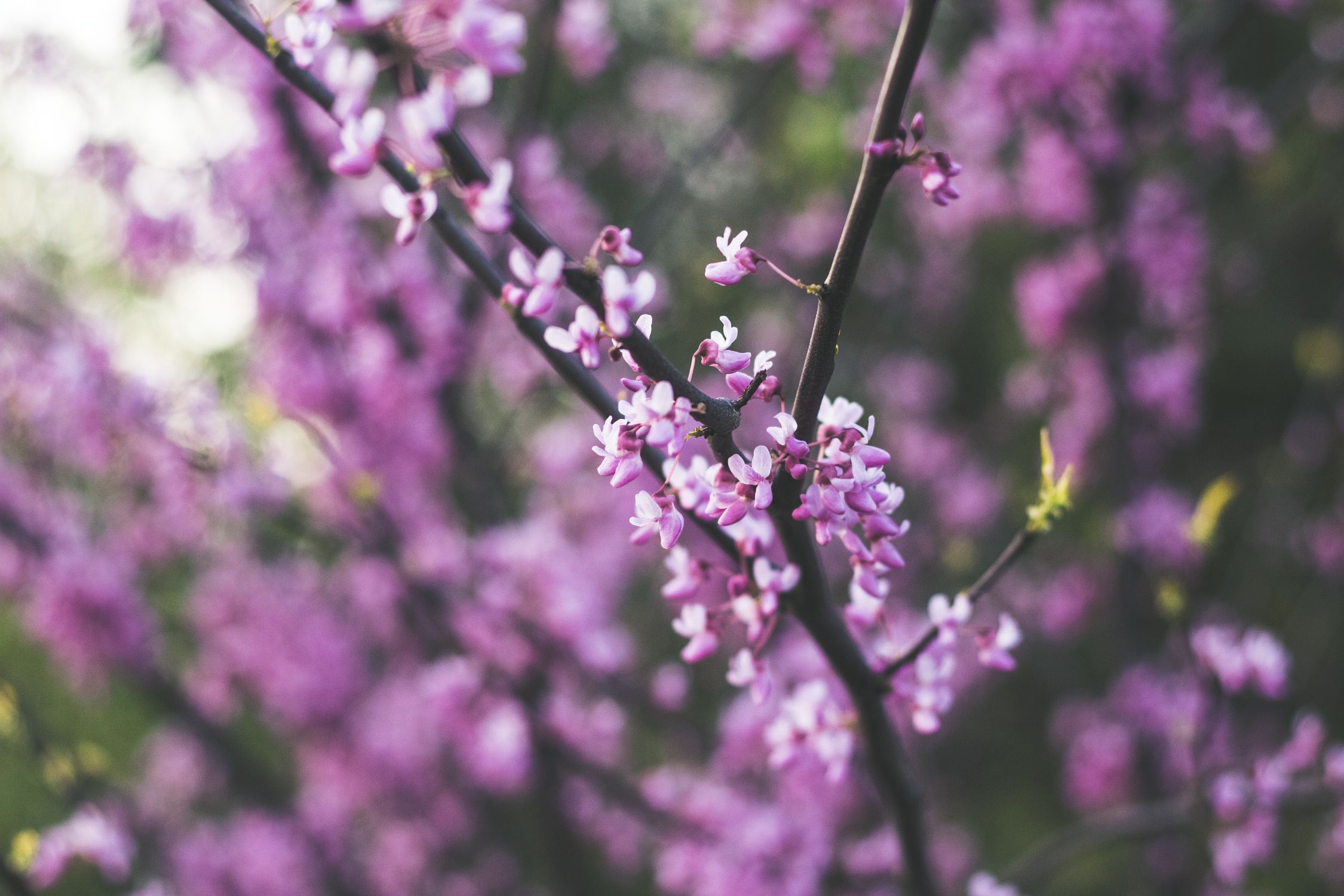 Purple and White Flowers · Free Stock Photo