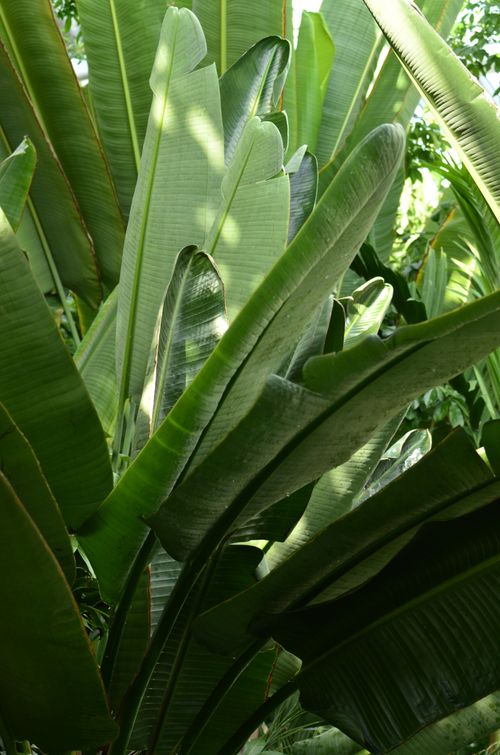 Free Close-up of large green banana leaves showcasing tropical plant photography. Stock Photo