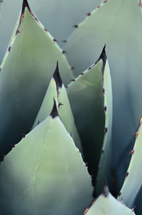 Close-Up Shot of Agave Potatorum
