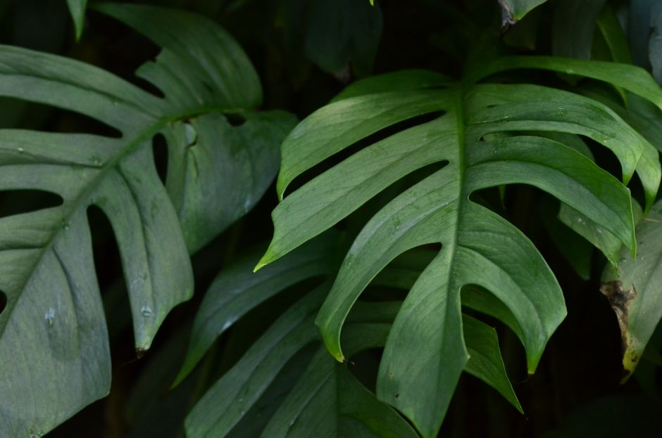 Monstera pinnatipartita