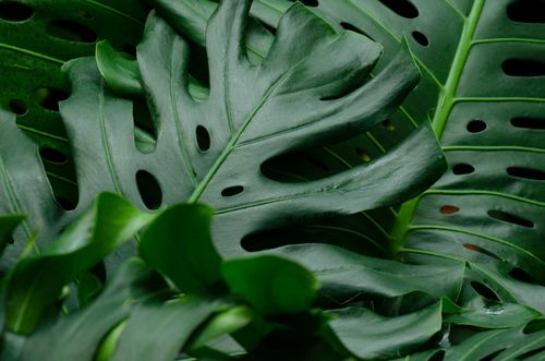 Free Detailed shot of monstera leaves with unique holes and rich green color. Stock Photo