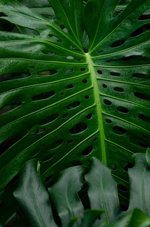 A Close-Up Shot of a Swiss Cheese Plant