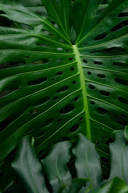 Free A detailed close-up of a Monstera leaf showcasing its unique holes and vibrant green texture. Stock Photo