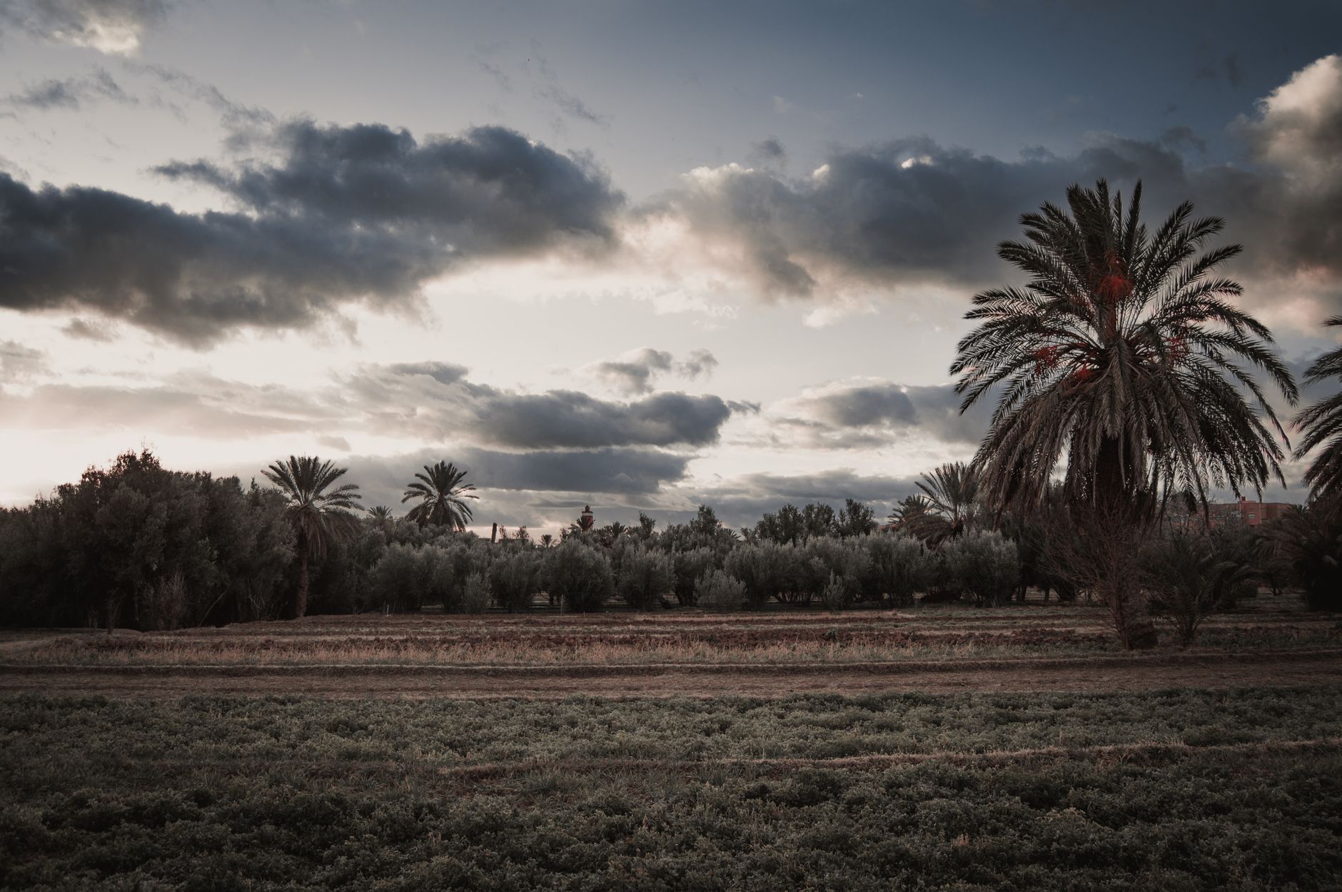 Captivating view of the Moroccan countryside with palm trees and dramatic evening sky.