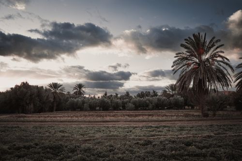 Free Captivating view of the Moroccan countryside with palm trees and dramatic evening sky. Stock Photo