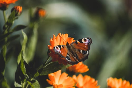 Monarch Butterfly Perched on Orange Flower in Close Up Photography
