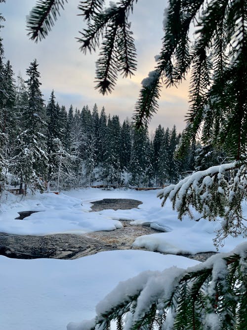 Snow Covered Pine Trees and River