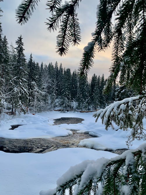 Gratis lagerfoto af flod, lodret skud, natur