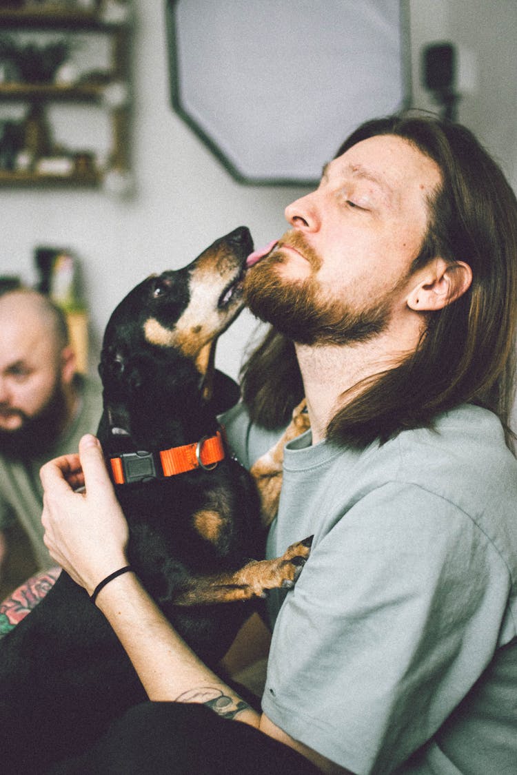 Dachshund Licking Man