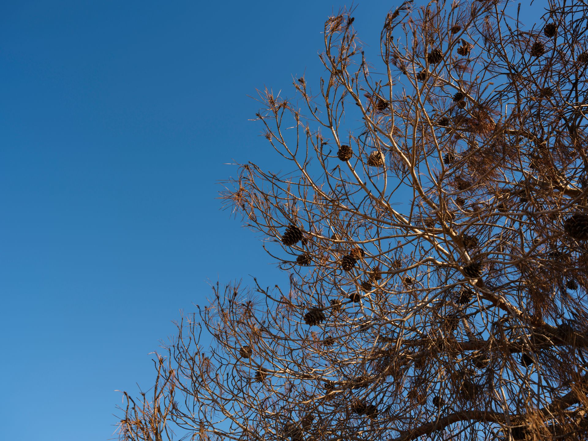 A coniferous tree with pine cones silhouetted against a bright, clear blue sky.