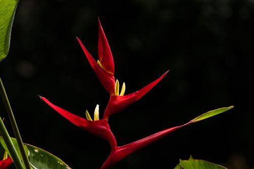 Free A vibrant red heliconia flower stands out against a dramatic black background. Stock Photo