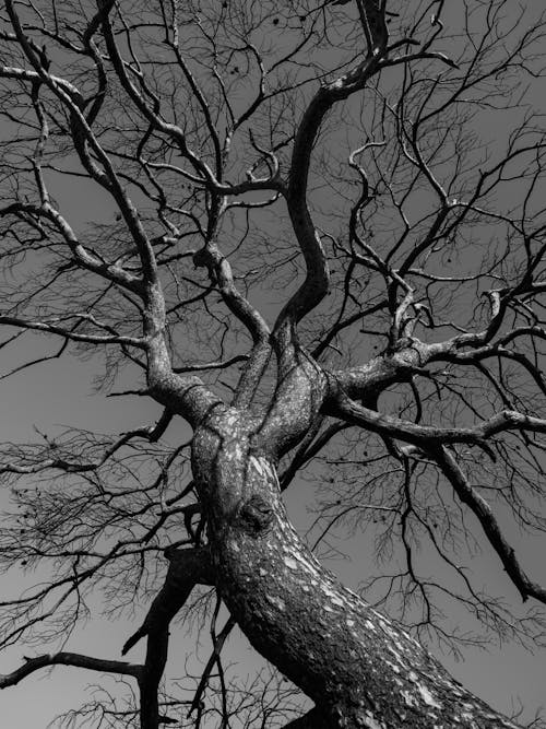 Grayscale Photo of a Leafless Tree