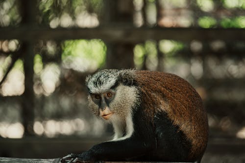 Základová fotografie zdarma na téma cercopithecus, detail, divoký