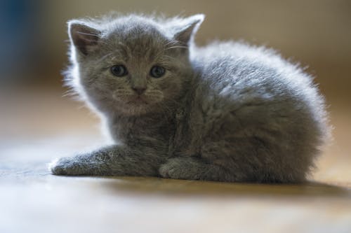 A Cute Gray Cat