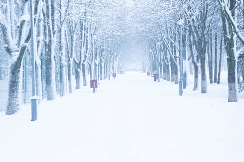 Free Snow-Covered Trees on the Field Stock Photo