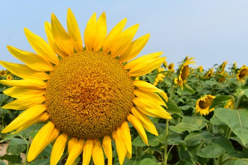 Close-Up Shot of a Sunflower in Bloom