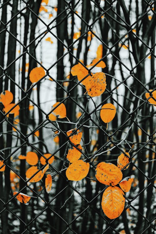 Free Yellow Leaves on Chain Link Fence Stock Photo