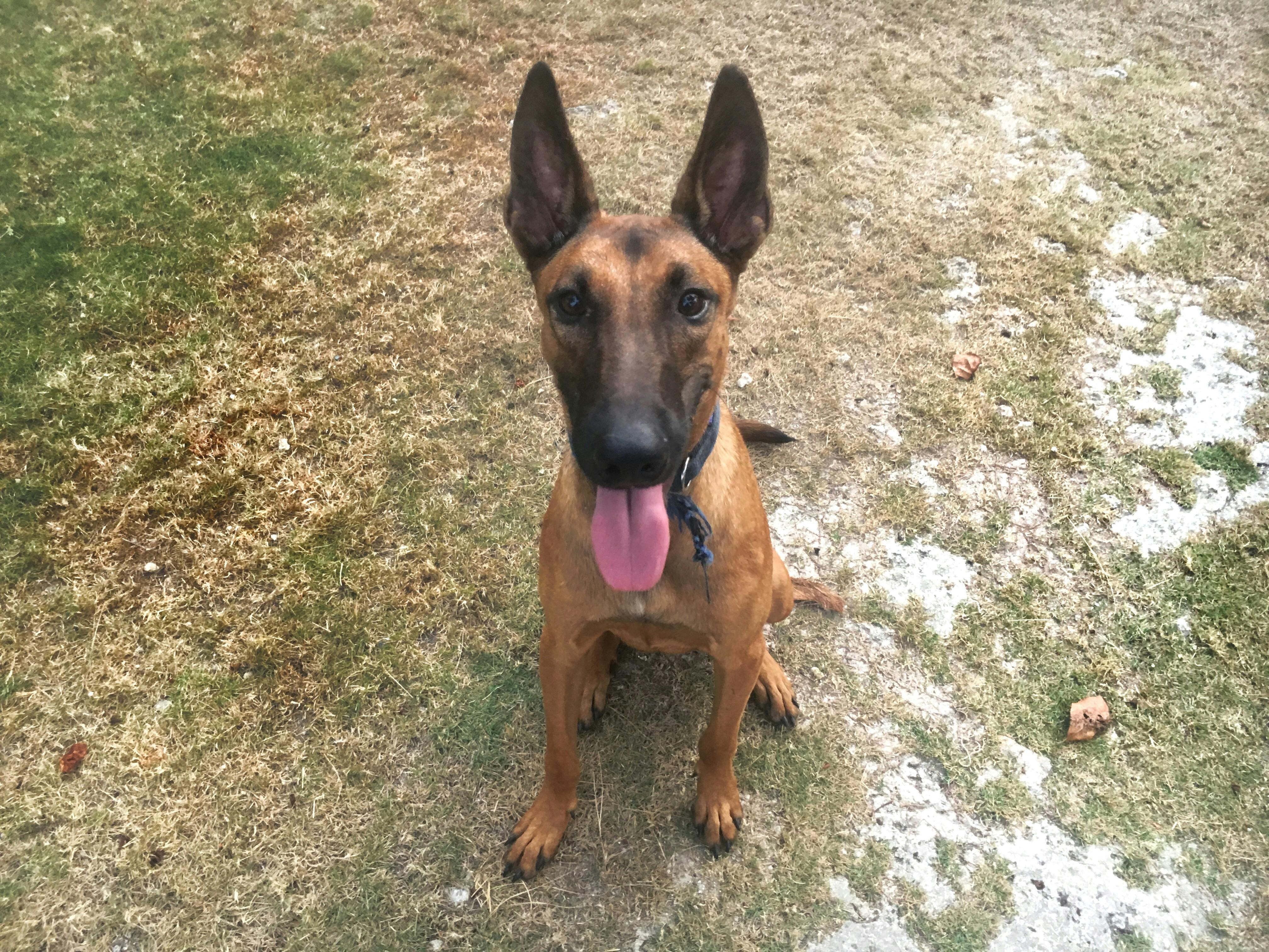 Foto Stok Gratis Tentang Anjing Belgianmalinois