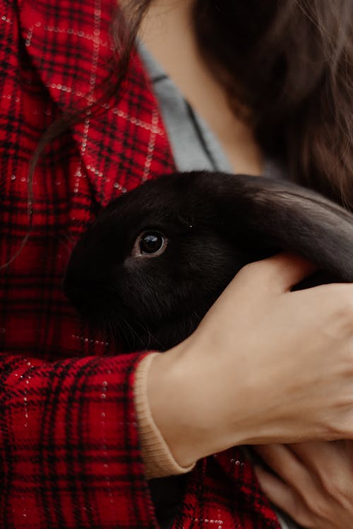 Free Person in Plaid Shirt Holding a Black Rabbit  Stock Photo