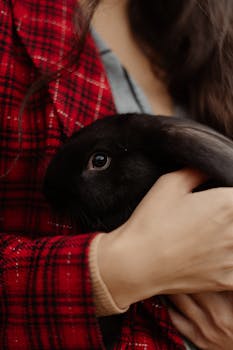 A person holding a black rabbit lovingly in a plaid shirt, showcasing affection and pet care.