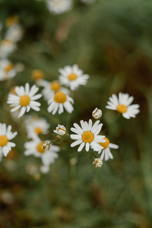 Chamomile White Flowers in Bloom