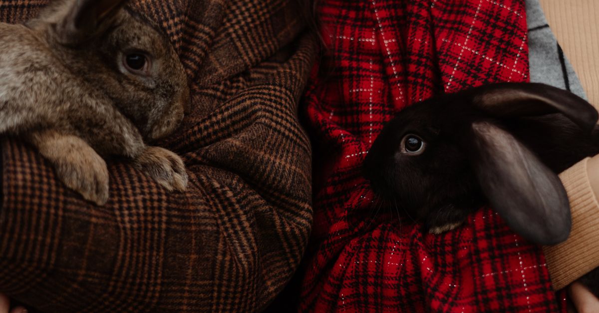 People Carrying a Black and Brown Rabbits · Free Stock Photo