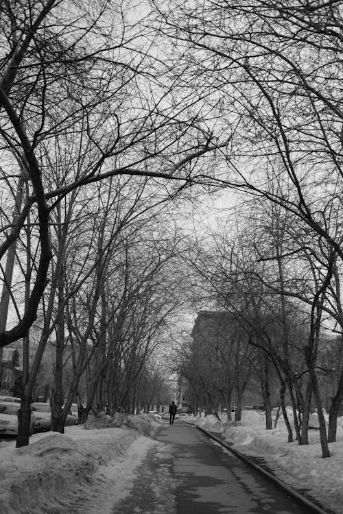 Grayscale Photo of Bare Trees