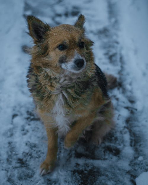 Brown Dog Sitting on Snow Covered Ground