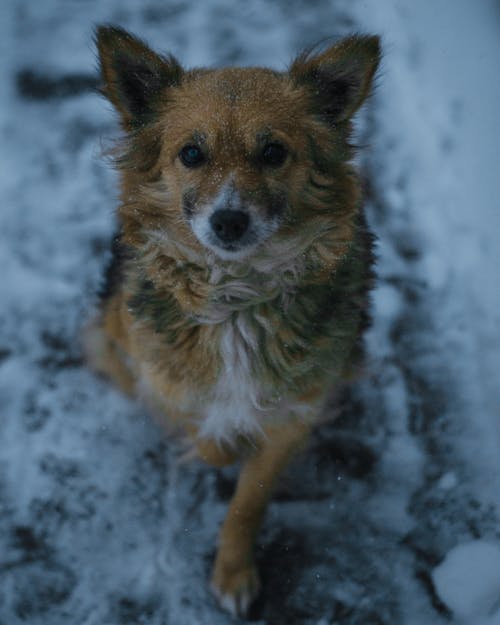 Kostnadsfri bild av däggdjur, djurfotografi, husdjur