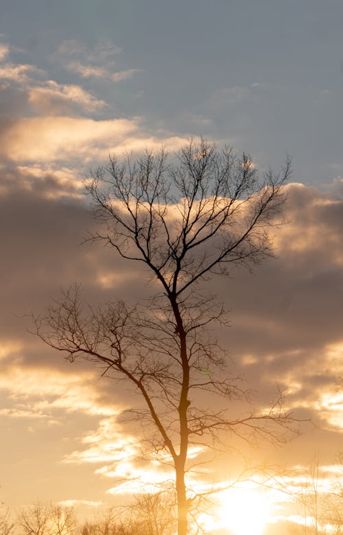 Free Leafless Tree Under Cloudy Sky During Golden Hour Stock Photo