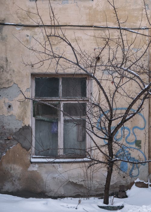 Bare Tree in Front of Broken Windows