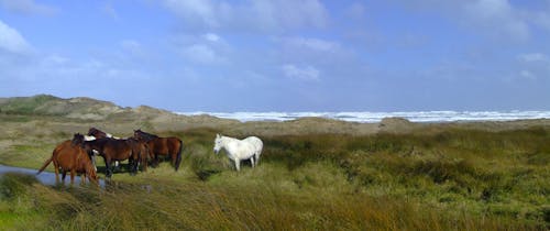 Free stock photo of horses, ocean