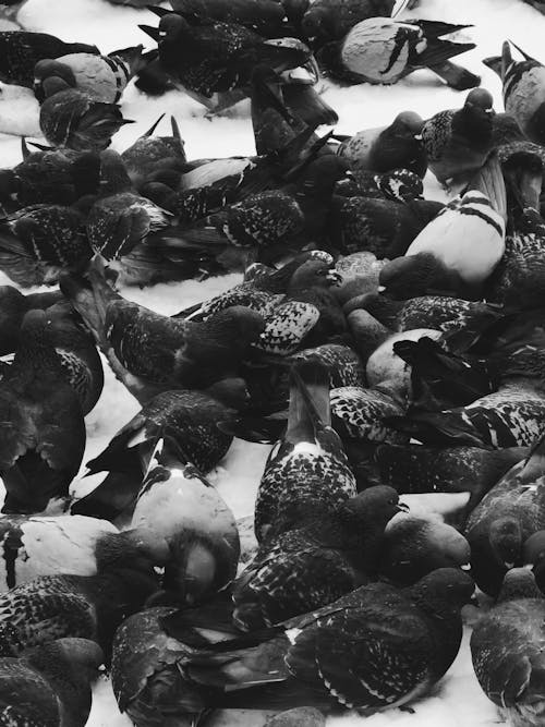 Grayscale Photo of a Flock of Birds