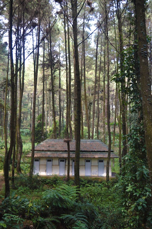 Imagine de stoc gratuită din arbori, cămin, codru