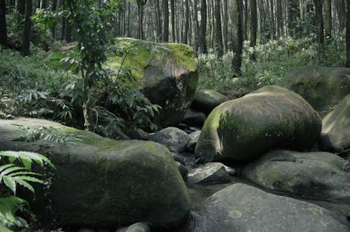 免费 天性, 小河, 岩石 的 免费素材图片 素材图片
