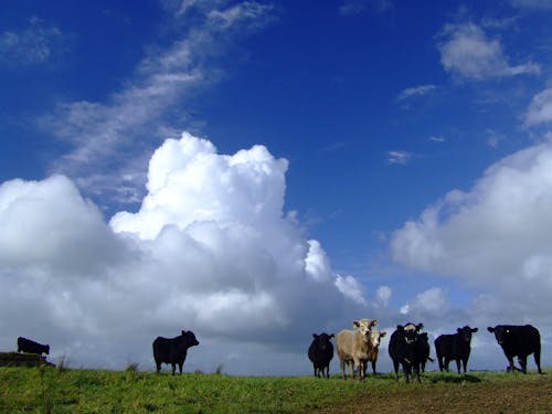 Free stock photo of cows, white clouds