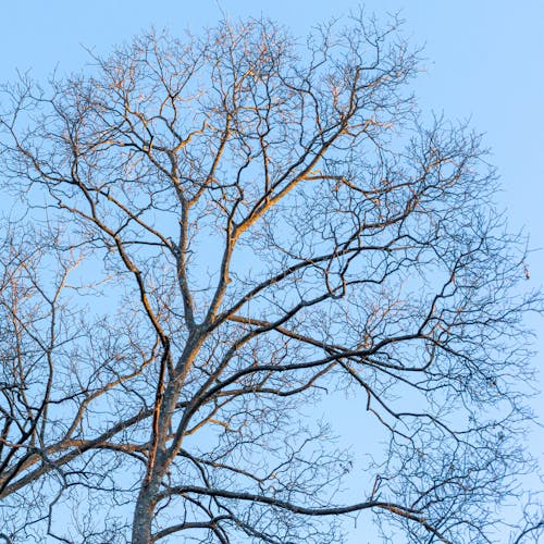 Kostnadsfri bild av blå himmel, bladlösa, grenar