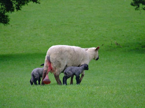 Free stock photo of blood, childbirth, lamb