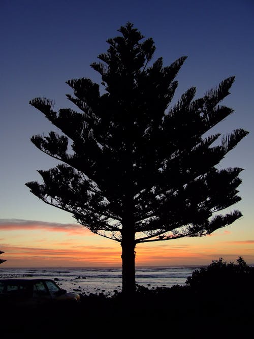 Fotos de stock gratuitas de árbol, coche, playa puesta de sol