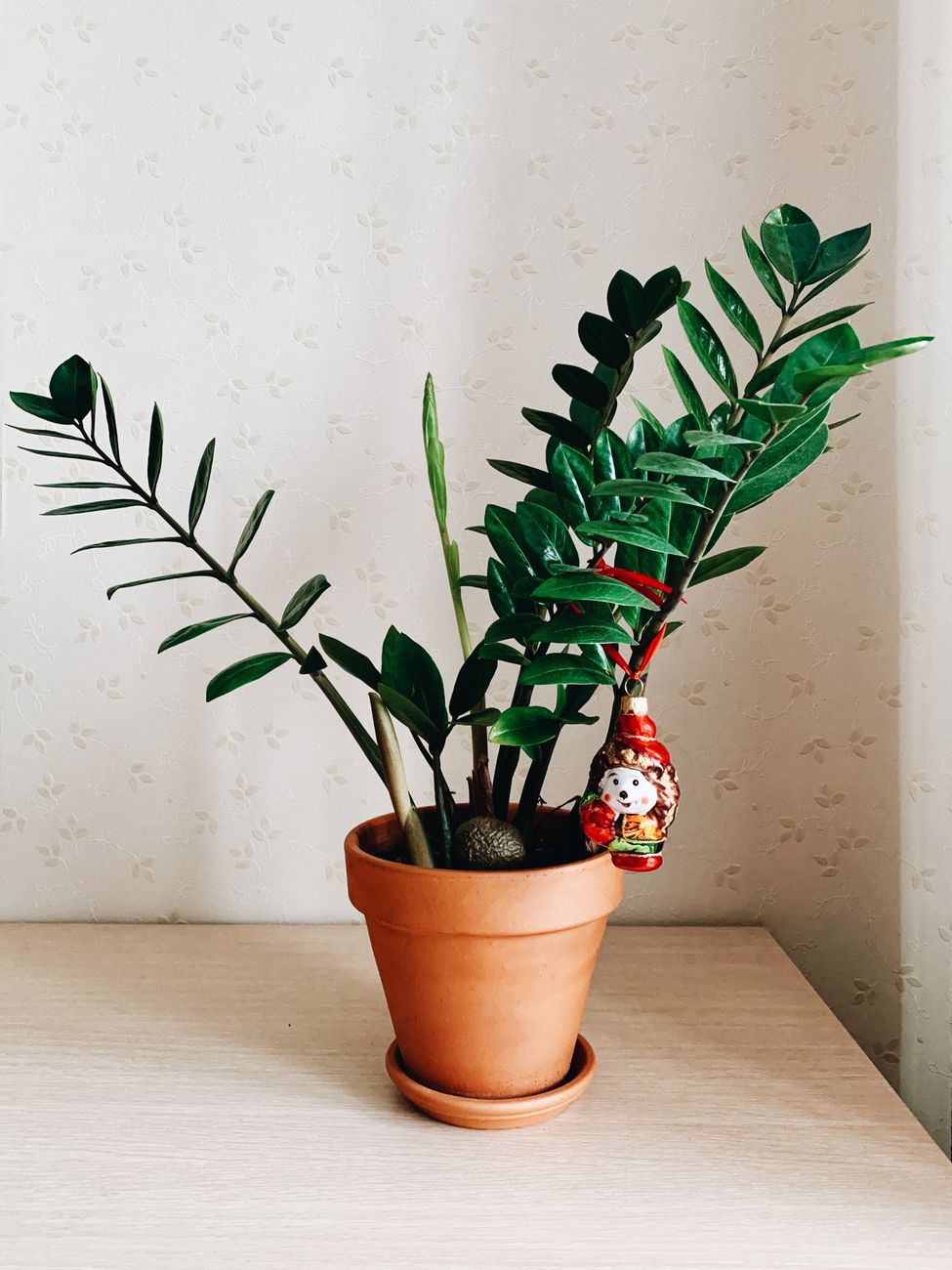 Stylish indoor Zamioculcas plant in a clay pot with a decorative ornament.