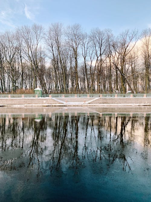 Bare Trees Near Body of Water