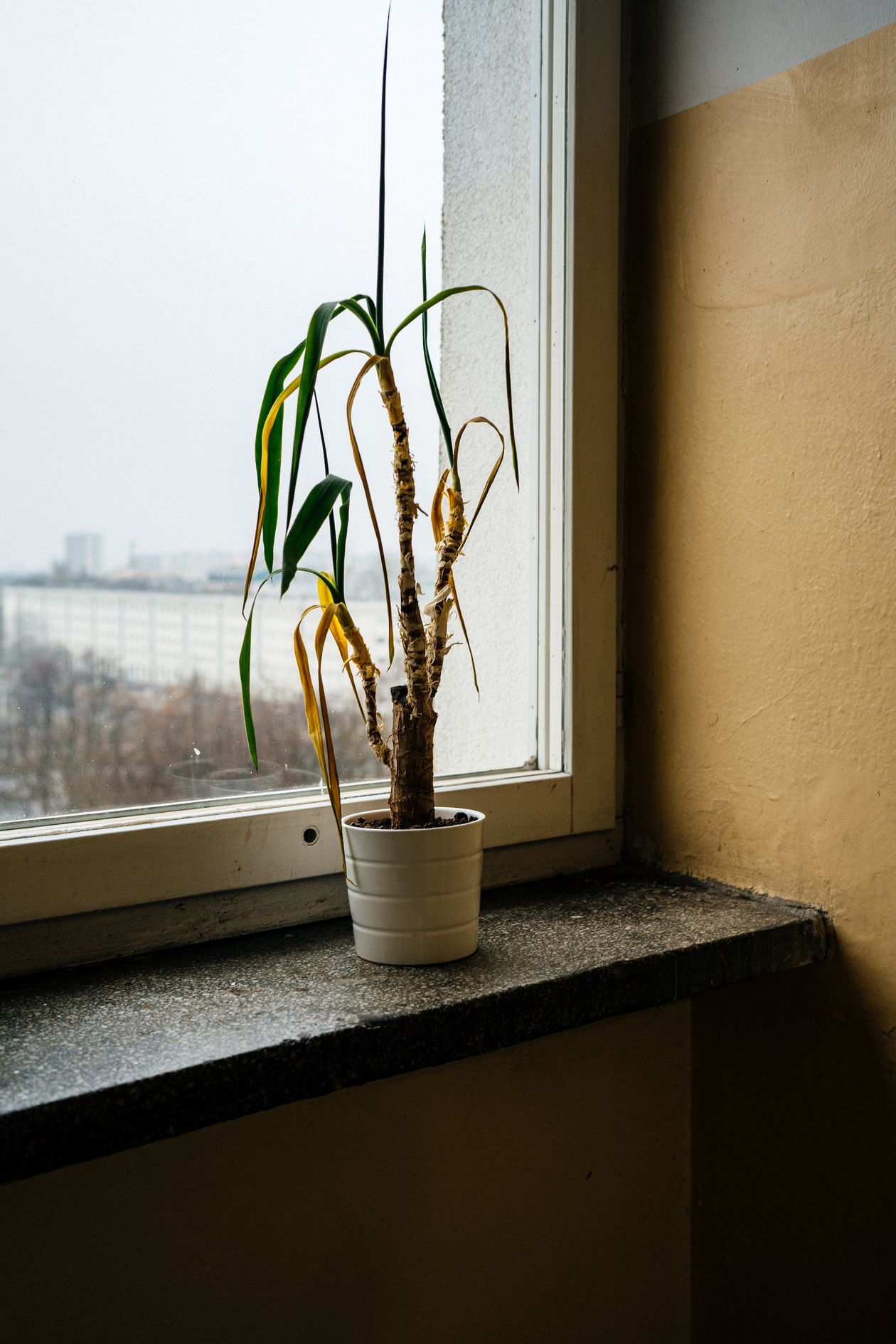 A wilting potted plant drooping on a windowsill, showing clear signs of plant distress