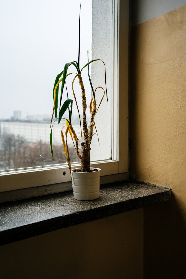 A Wilting Plant On The Windowsill