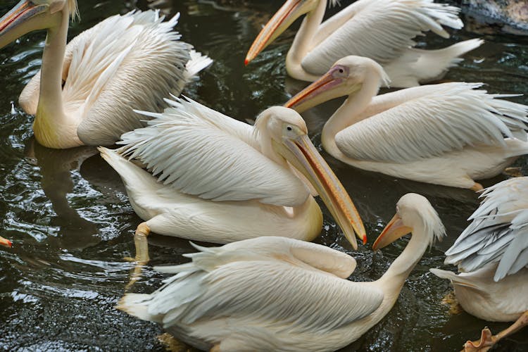 Grup Of Pelicans On Water