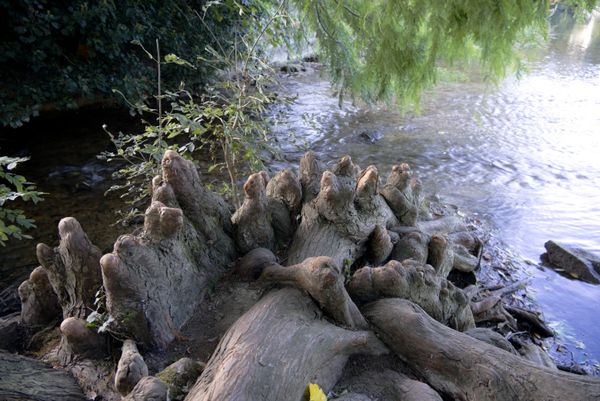 Pneumatophores noueux d'un cyprès chauve au bord d'une rivière