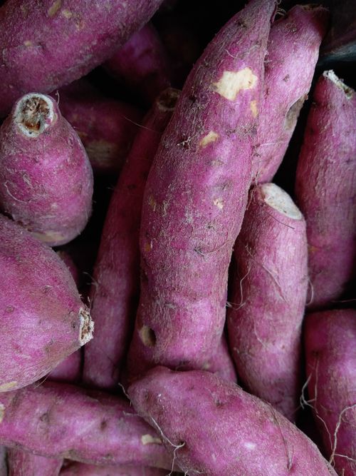 Free Vertical close-up of freshly harvested purple sweet potatoes in Sri Lanka. Stock Photo