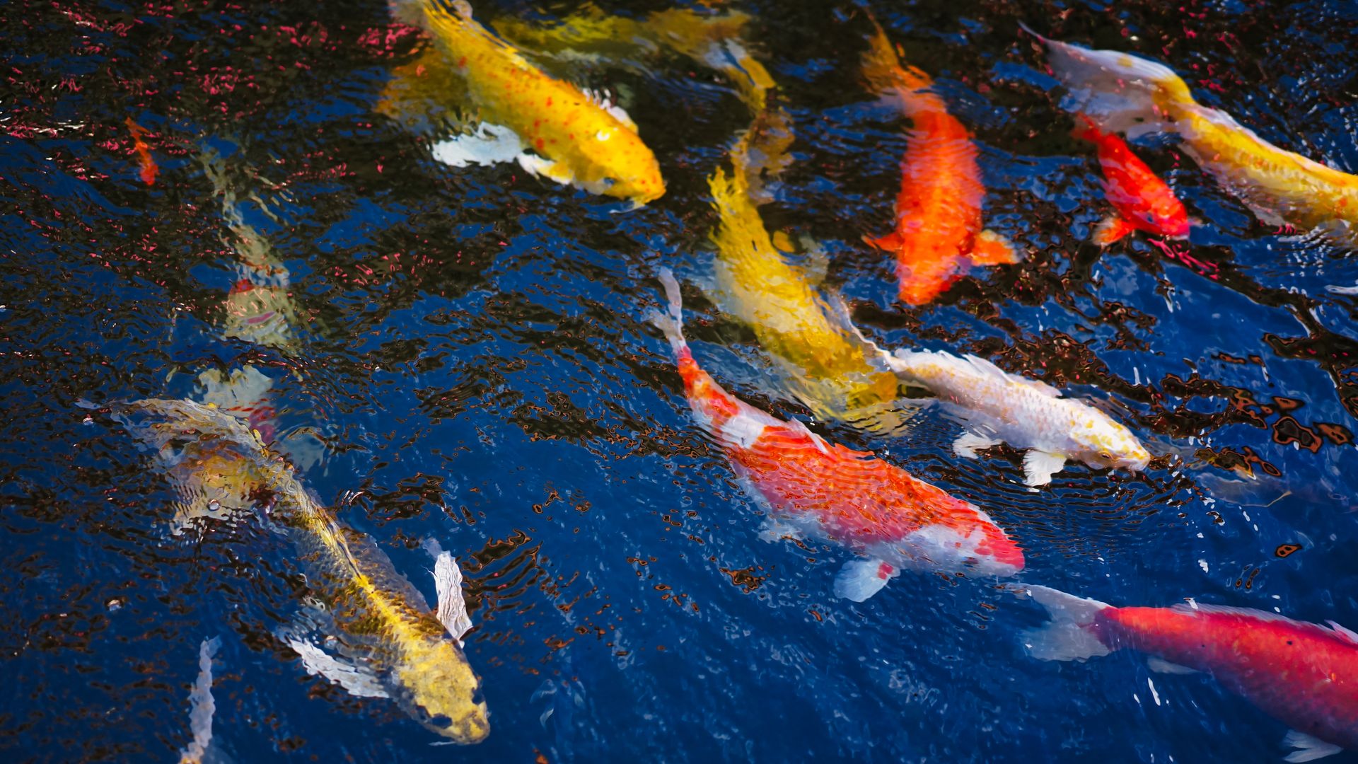 Colorful koi fish swimming gracefully in a pond creating a tranquil aquatic scene.