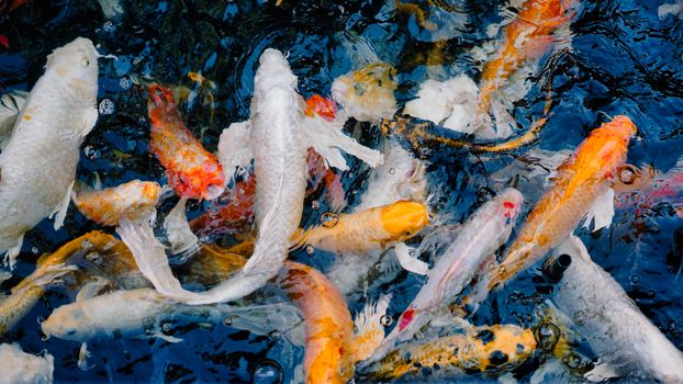 Colorful koi fish swim gracefully in a clear pond creating a vibrant scene.