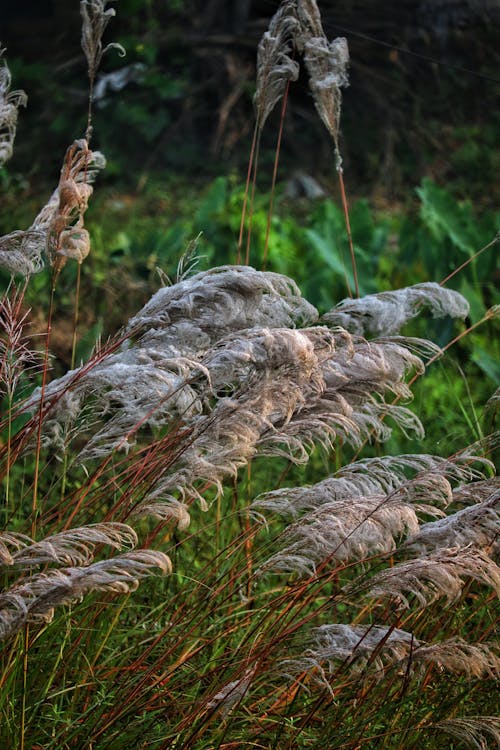 Close Up Photo of Dried Pampas Grass