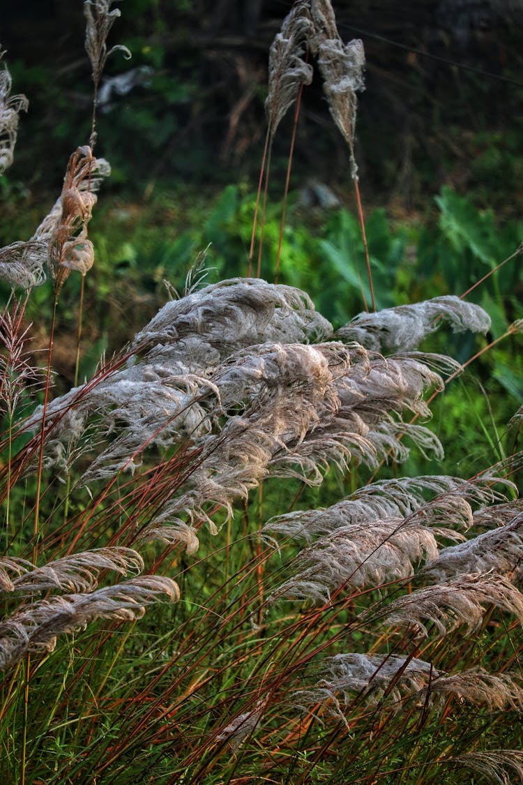 Close Up Photo Of Dried Pampas Grass